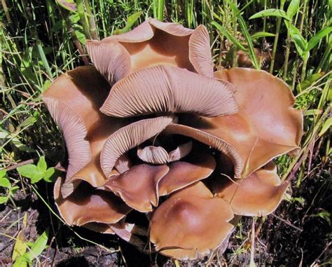 Guzmán G, Gaines RV, Ramirez-Guillen F. . Psilocybe caerulescens shroomery